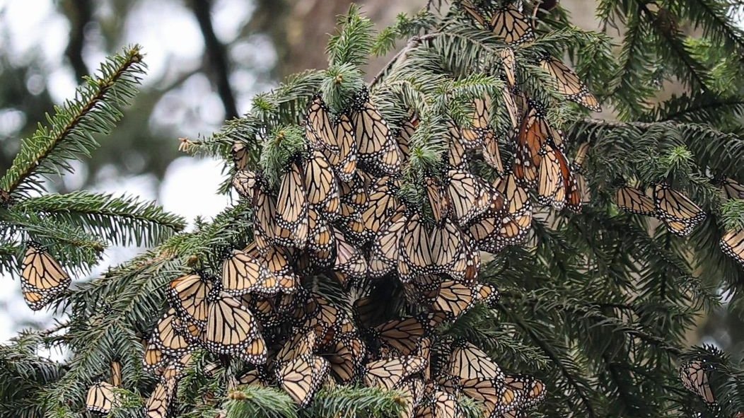 Santuarios de la Mariposa Monarca: Un Espectáculo Natural Imperdible en Michoacán