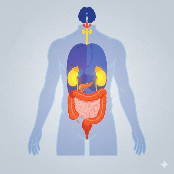 SALUD Y BIENESTAR: El Sistema Endocrino, la Red Silenciosa que Gobierna el Metabolismo y el Estado de Ánimo