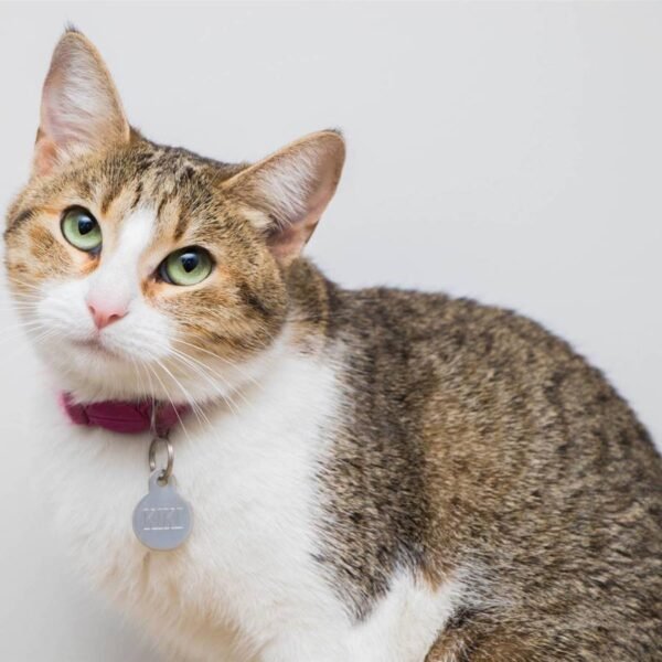 CIENCIA (Arqueología y Genética): El Origen del Gato Doméstico se Vincula a Rituales de Sacrificio del Antiguo Egipto