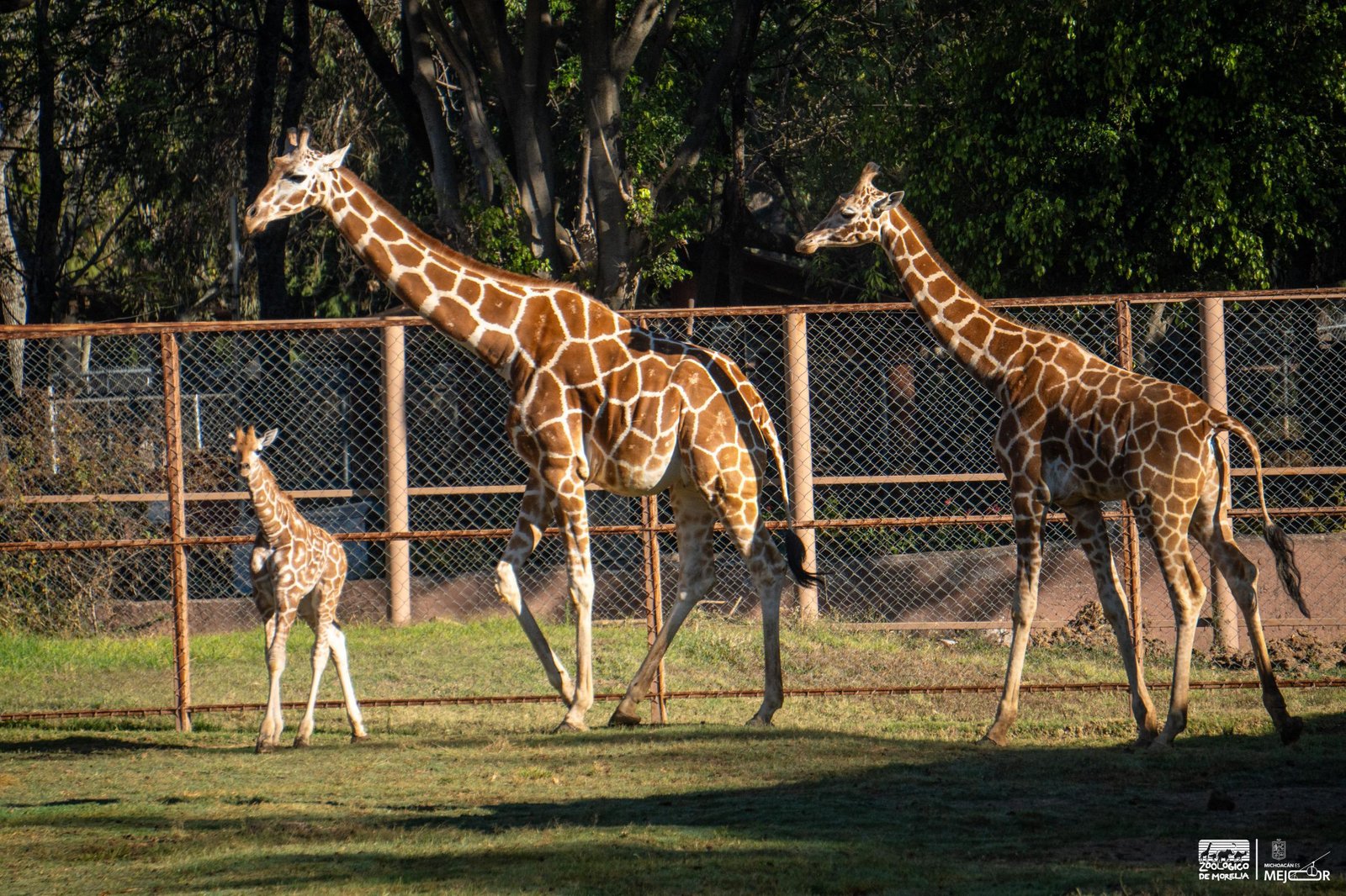 Cría de jirafa reticulada del Zoológico de Morelia concluye cuarentena y se integra a la manada