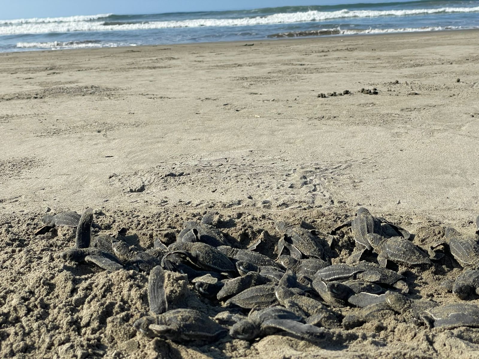 Compesca Michoacán invita a presenciar liberación de crías de tortuga marina en 25 campamentos de la costa