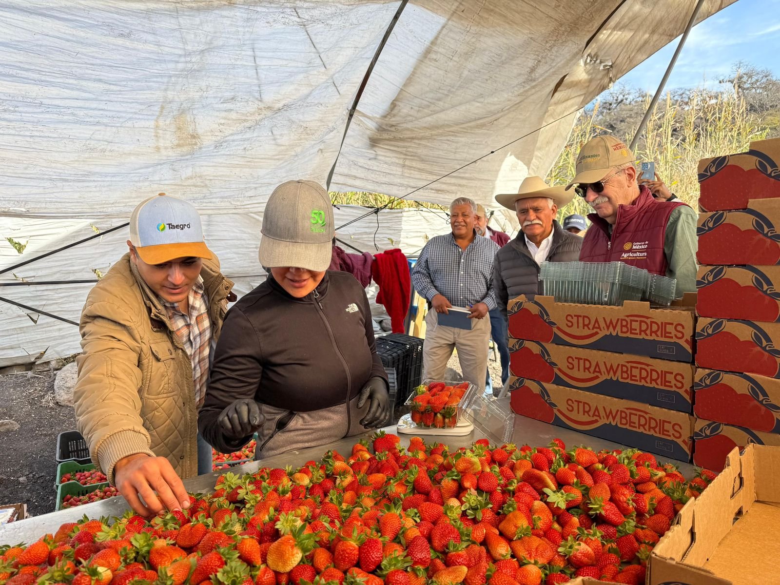 Sader presenta a productores de berries de Michoacán acceso a créditos con tasa preferencial del 8.5%