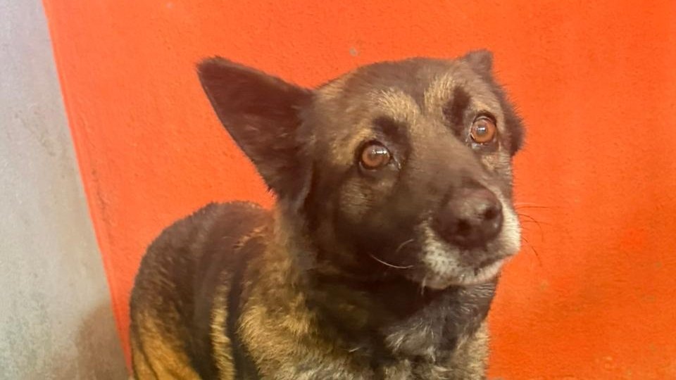 IMPA atiende denuncia ciudadana y pone a salvo a perro en condiciones inadecuadas en Morelia