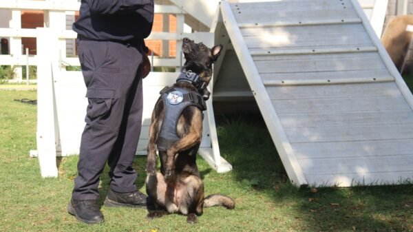 SSP informa que Agrupamiento de Equinos y Caninos se especializa en detección de narcóticos y explosivos