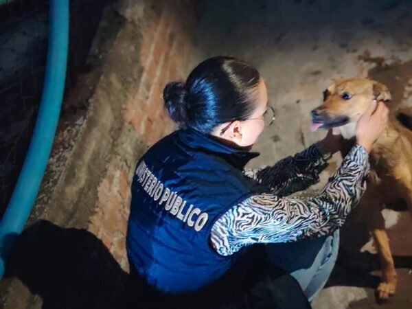 FGE rescata a tres perros víctimas de maltrato animal en Lomas de Guayangareo