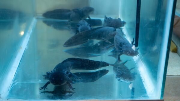 Zoológico de Morelia impulsa investigación científica para conservación del ajolote mediante Proyecto ROMA