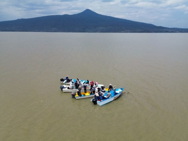 Compesca realiza primera siembra de mil ejemplares de achoque en el lago de Pátzcuaro para recuperar especie endémica