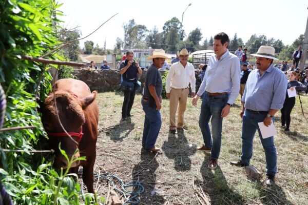 Gobierno de Morelia implementa acciones preventivas ante casos de gusano barrenador en zona rural