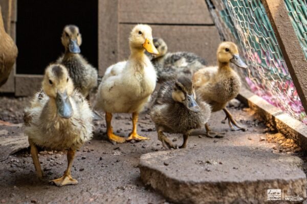 Especialistas del Zoológico de Morelia logran integrar a bandada al pato sustraído ilegalmente
