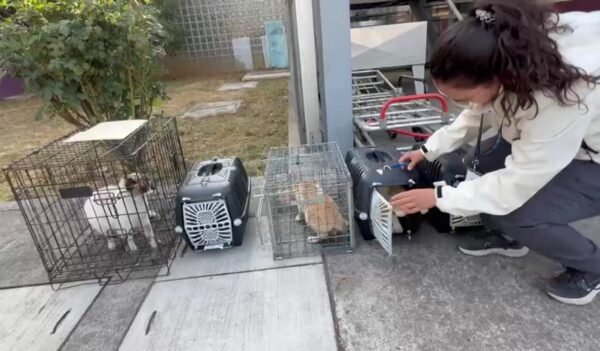 IMPA refuerza atención y cuidado de felinos en instalaciones del Issste en Morelia
