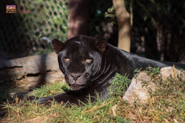 Zoológico de Morelia será sede de carrera atlética “Michoacán por el Jaguar”