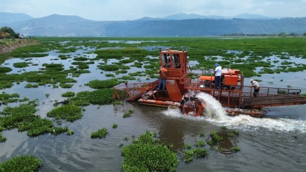 Bedolla ordena limpieza en presa Malpaís de Queréndaro para combatir lirio acuático