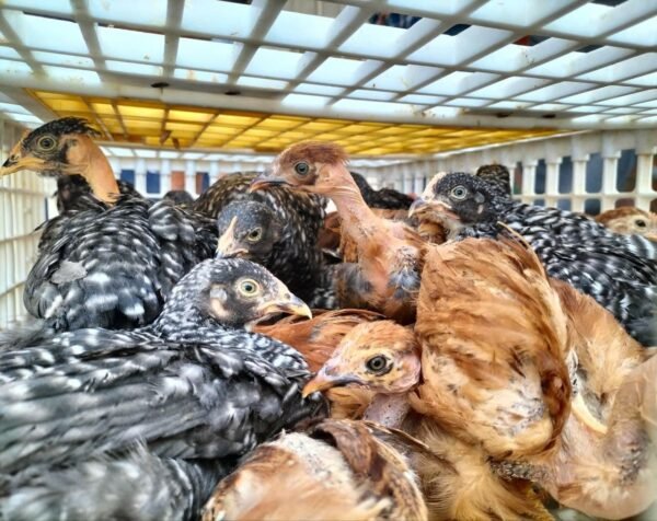 Alfonso Martínez entrega gallinas ponedoras a familias rurales de Morelia