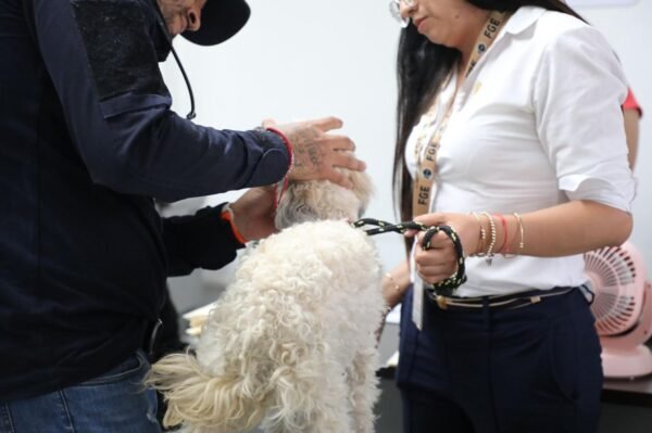 FGE investiga posible maltrato animal en Morelia
