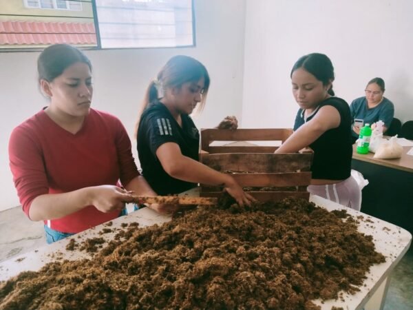 Saderm y Semmujeris capacitan a mujeres morelianas en producción de hongo seta