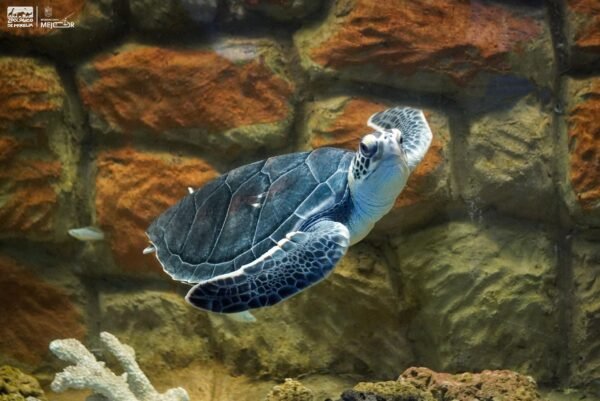Zoológico de Morelia refuerza conservación de tortuga marina con dos ejemplares rescatados