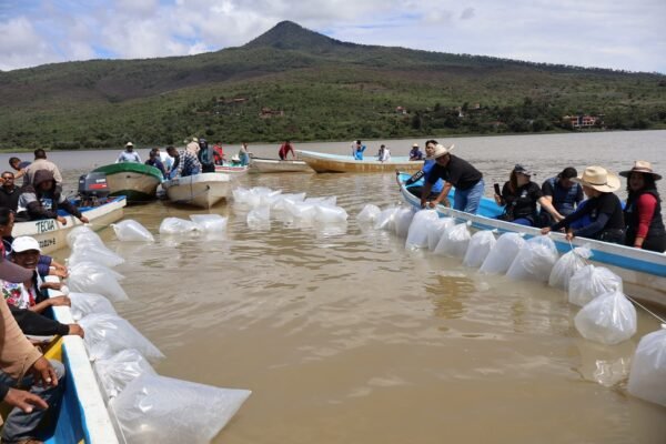 Gobierno estatal libera 40 mil crías de pez blanco en Lago de Pátzcuaro