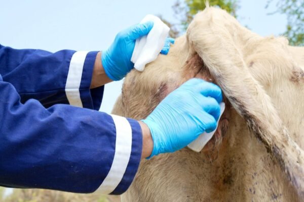 Sader fortalece combate al gusano barrenador con paquetes sanitarios en 18 municipios de Michoacán