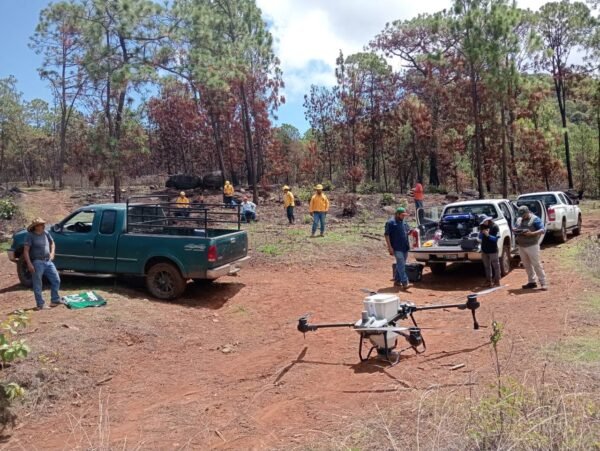 Cofom dispersa 12 mil semillas con drones para restaurar zona del Estribo Grande en Pátzcuaro