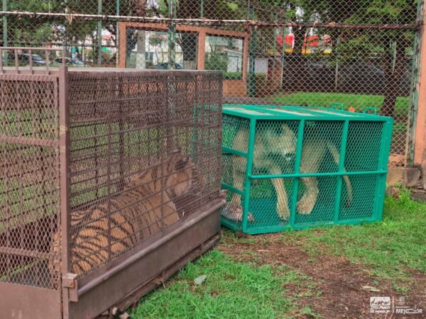 Zoológico de Morelia concluye rehabilitación de tres felinos rescatados y gestiona su traslado