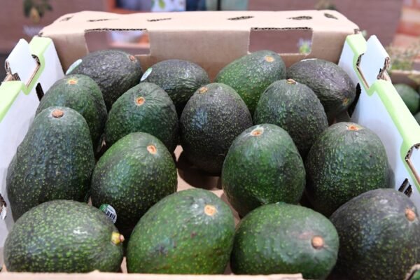 Indicación Geográfica del aguacate genera mayor valor para 48 mil productores en Michoacán