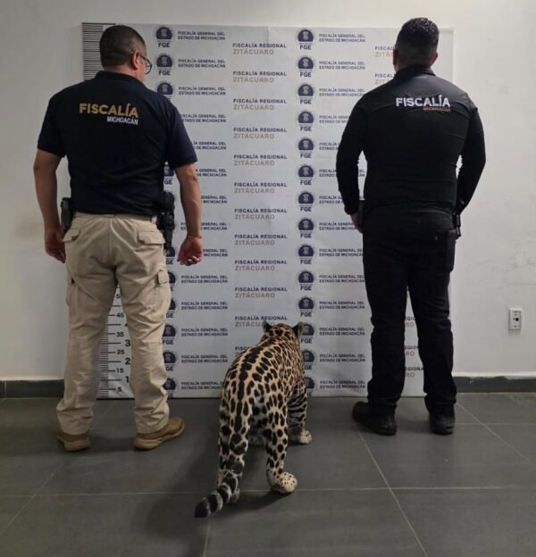 FGE rescata jaguar cachorro y asegura a una persona en Zitácuaro