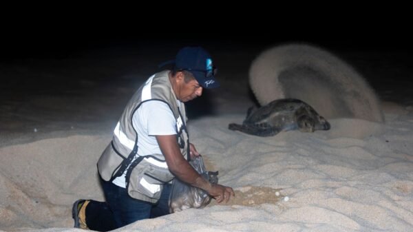 Michoacán registra nacimiento de más de 6.7 millones de tortugas marinas en temporada 2025-2026