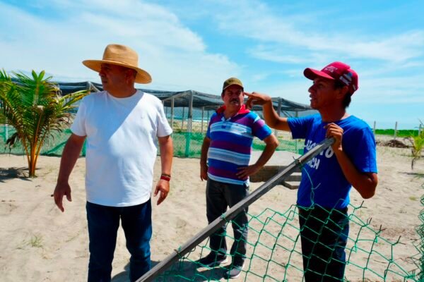 Compesca reporta arribo de tortugas marinas a costas de Michoacán
