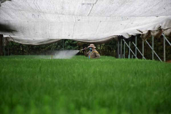 Cofom produce 10 millones de árboles nativos por segundo año consecutivo