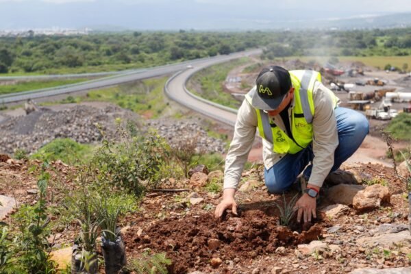 SCOP reforesta 72 hectáreas del segundo anillo periférico con 33 mil árboles