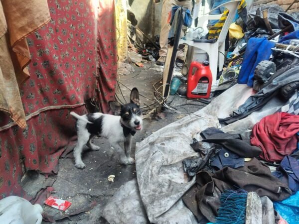 FGE asegura dos perros por presunto maltrato en Apatzingán
