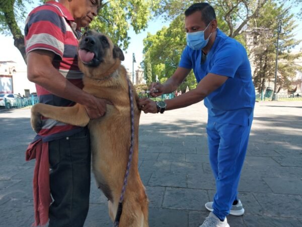 SSM exhorta a vacunar contra rabia a perros y gatos