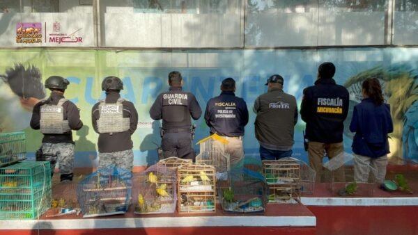 Zoológico de Morelia recibe 83 aves rescatadas por Profepa
