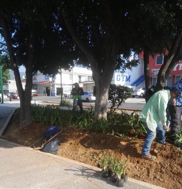 Gobierno de Morelia intensifica limpieza de áreas verdes en la ciudad