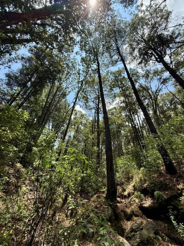 Secma invita a explorar áreas naturales protegidas de Michoacán en verano
