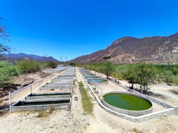 Centro de tilapia en Michoacán produce 6 millones de crías al año para repoblamiento