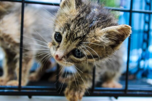 IMPA atiende a 26 gatos comunitarios en jornada de salud en la Cofom