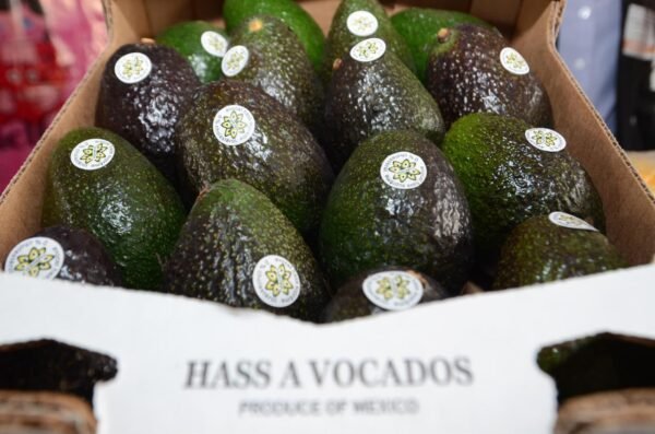 Michoacán cosecha 1.46 millones de toneladas de aguacate y consolida liderazgo nacional