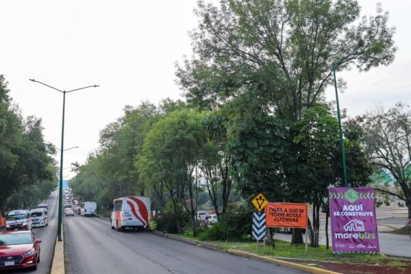 Sedum: ajuste en proyecto del Morebús permitirá rescatar y trasplantar 27 árboles en Tres Puentes