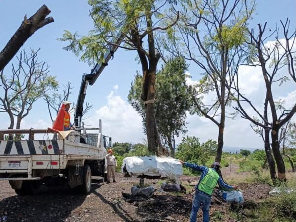 Secma: Tres Puentes contará con Corredor Ecológico con árboles trasplantados y especies nativas