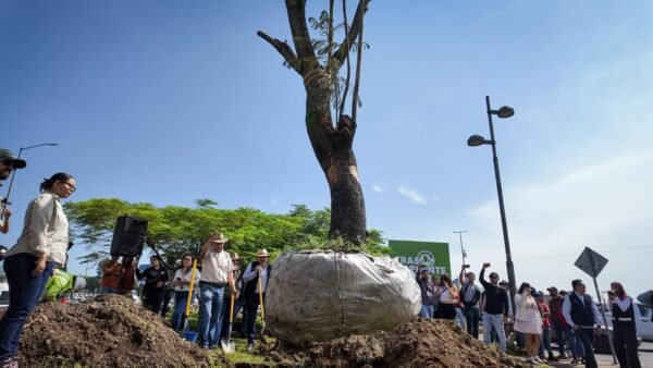 Sedum reporta trasplante de 28 árboles por obras del Morebús