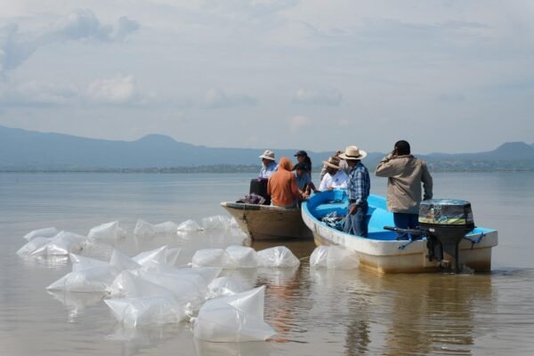 Compesca libera 80 mil crías de pez blanco en lago de Pátzcuaro