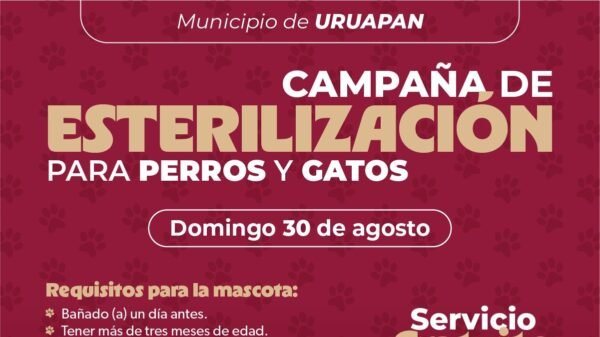 SSM realizará jornada de esterilización gratuita para perros y gatos en Uruapan