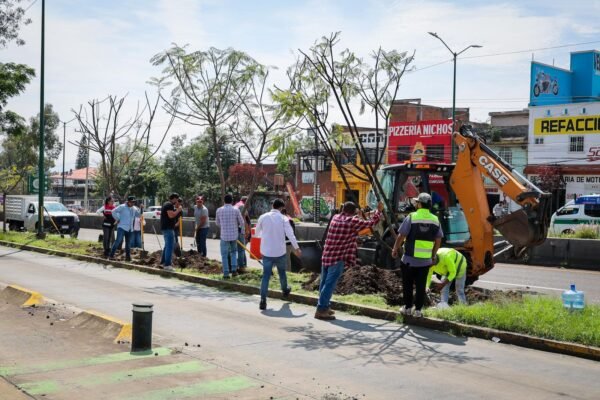 Sedum reubica cuatro jacarandas rescatadas del Morebús en salida a Quiroga