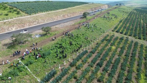 SCOP reforesta segundo anillo periférico de Morelia con más de 36 mil árboles endémicos