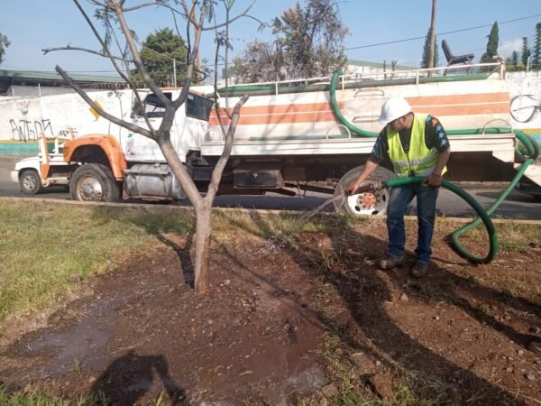 Secma monitorea adaptación de árboles trasplantados por obras del Morebús