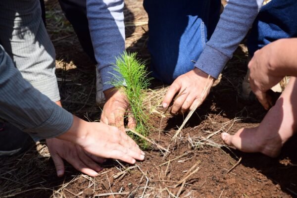 Cofom regala hasta 100 plantas para reforestar calles y colonias de Morelia