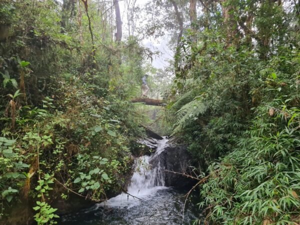 Semarnat y Conafor publican Acuerdo Nacional por los Bosques, Selvas y Manglares