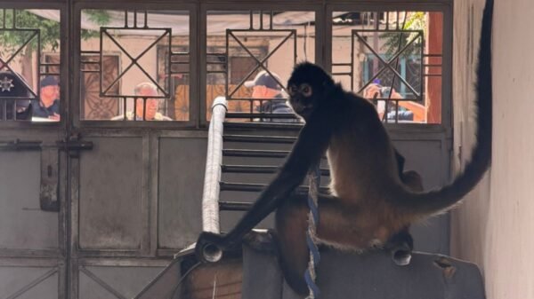 FGE rescata a mono araña en condiciones inadecuadas durante cateo en Múgica